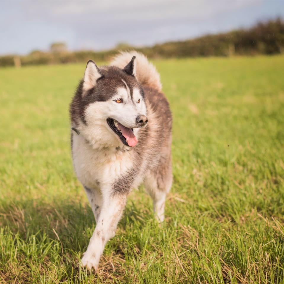 should you shave a siberian husky